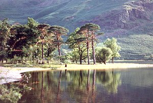 Buttermere Pines
